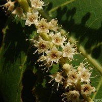 Terminalia catappa L.